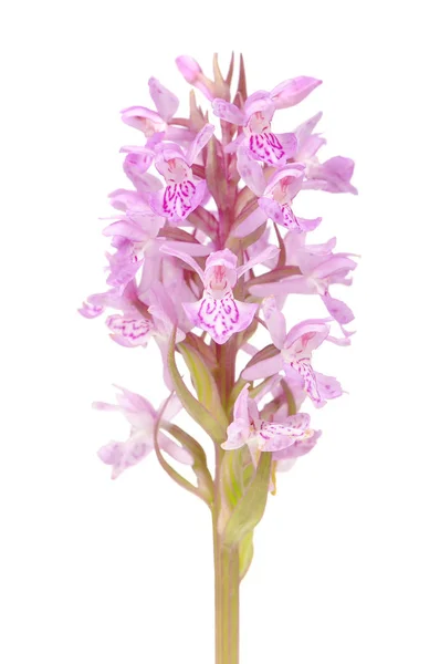 Vackra Dactylorhiza Blomma Marsh Orchid Vit Bakgrund — Stockfoto