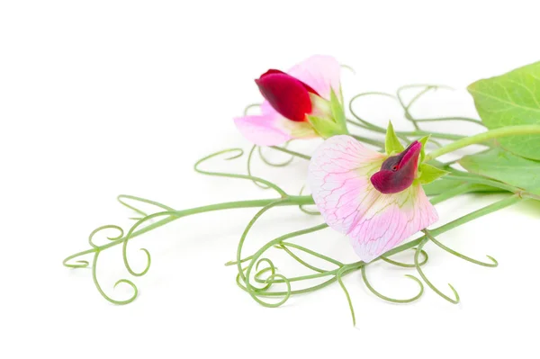 Ένα Close Των Λουλουδιών Μπιζελιών Που Απομονώνονται Λευκό Φόντο — Φωτογραφία Αρχείου