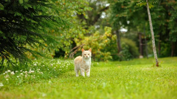Young Red Cat Standing Green Lawn — Stock Photo, Image