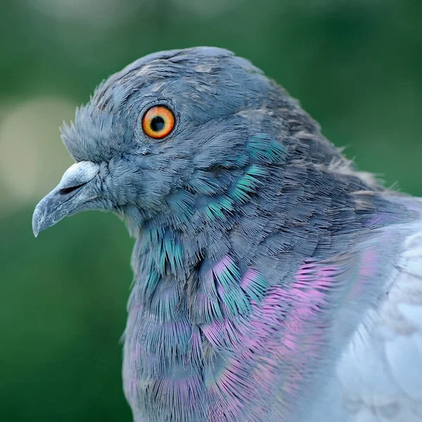 Primo Piano Del Piccione Columba Livia — Foto Stock