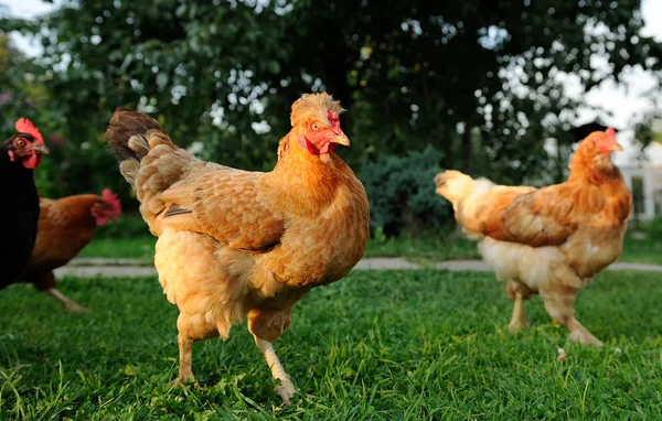 鶏農場を歩いて — ストック写真