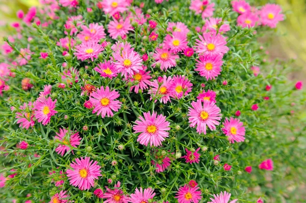Blommande Ljusa Rosa Höstaster Blommorna Trädgården — Stockfoto