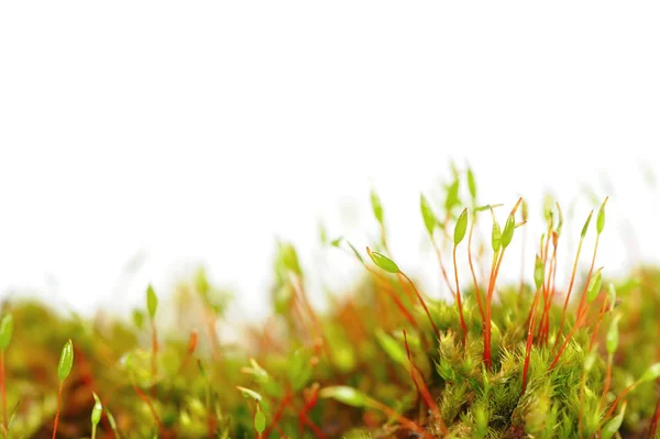 Unga Sporophytes Det Gemensamma Moss Tortula Muralis Makron Vit Bakgrund — Stockfoto