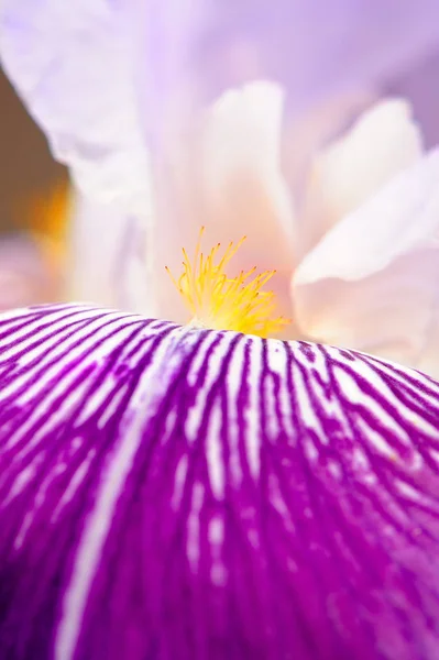 紫色のアイリスの花の花びらとおしべのマクロ撮影 — ストック写真