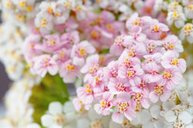 Makro pembe ve beyaz Civanperçemi (achillea) çiçek