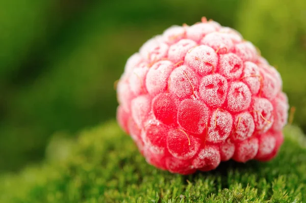 Close Frozen Red Raspberry Green Moss — Stock Photo, Image