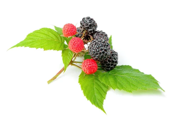 Primer Plano Moras Con Hojas Verdes Aisladas Sobre Fondo Blanco —  Fotos de Stock