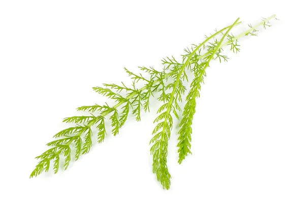 Green Yarrow Achillea Leaves Close Isolated White Background — Stock Photo, Image