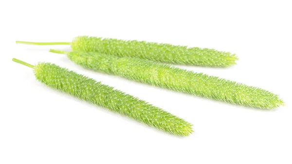 Bloemknoppen Van Timothy Grass Phleum Pratense Geïsoleerd Witte Achtergrond — Stockfoto