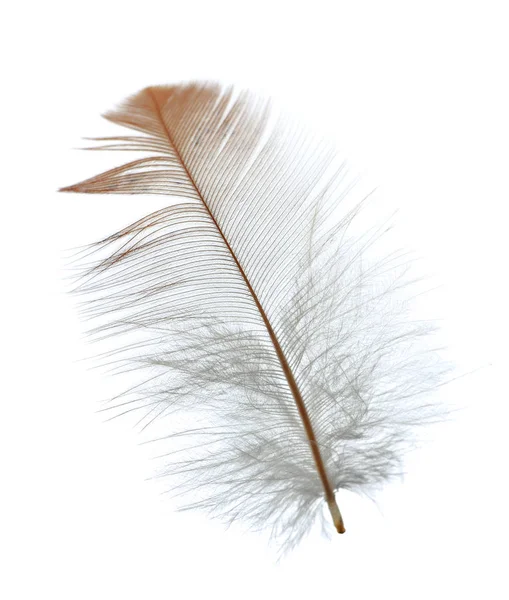 Bird Chicken Feather Isolated White Background — Stock Photo, Image