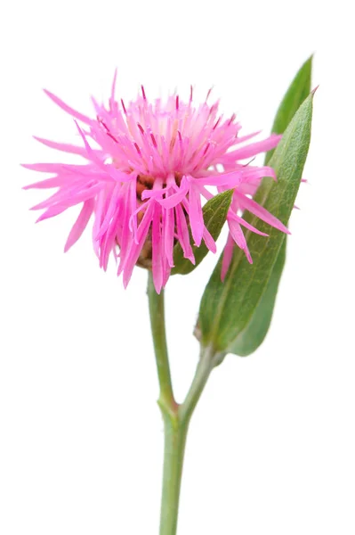 Рожева Квітка Centaurea Jacea Коричнева Солома Ізольована Білому Тлі — стокове фото