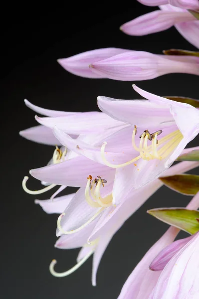 Macro Hermosas Flores Hosta Blanco Rosado Funkia Lirio Plátano Sobre —  Fotos de Stock