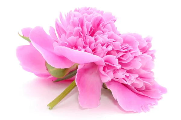 Крупним Планом Красива Рожева Квітка Півонії Ізольована Білому Тлі — стокове фото
