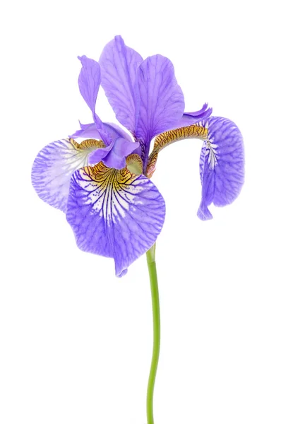 Hermosa Flor Iris Púrpura Aislada Sobre Fondo Blanco —  Fotos de Stock