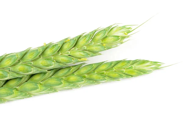 白い背景に注目する小麦の緑耳 — ストック写真