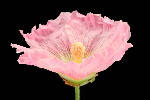 Linda Rosa Alcea Rosea Hollyhock Flor Macro Fundo Preto — Fotografia de Stock