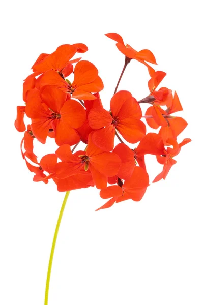 Inflorescência Pelargonium Hortorum Vermelho Gerânio Jardim Isolada Sobre Fundo Branco — Fotografia de Stock