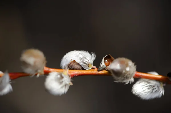 Pussy Willow Catkins Early Spring Close — Stock Photo, Image