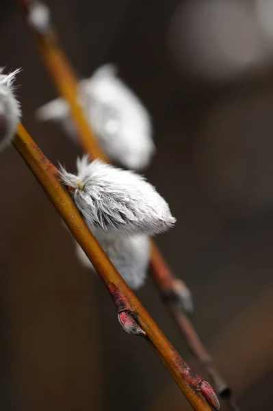 Pussy Willow Branch Catkins Early Spring Close — Stock Photo, Image