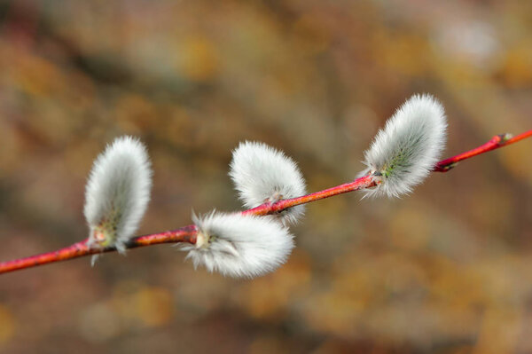 Pussy willow catkins in early spring close-up