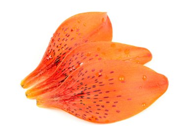 Tiger Lily Yaprakları Beyaz Izole