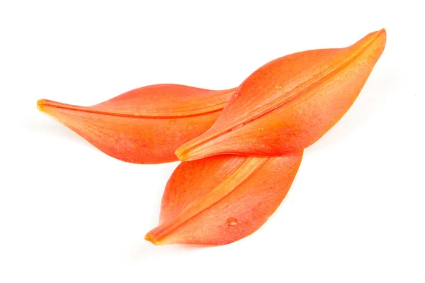 Tigerlilie Blütenblätter isoliert (Rückseite) — Stockfoto