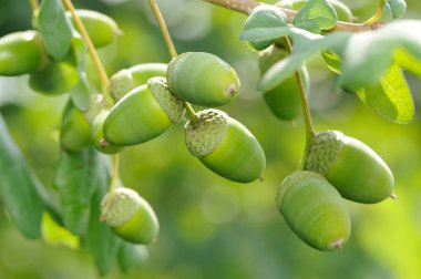 Yeşil meşe palamutlu meşe dalı