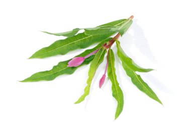 Fireweed (Rosebay Willowherb) Isolated on White Background clipart