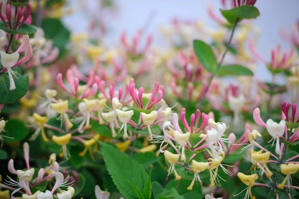 美しいハニーサックルの花の背景 — ストック写真