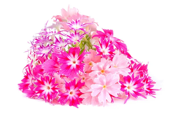 Sweet William Blumen isoliert auf weißem Hintergrund — Stockfoto