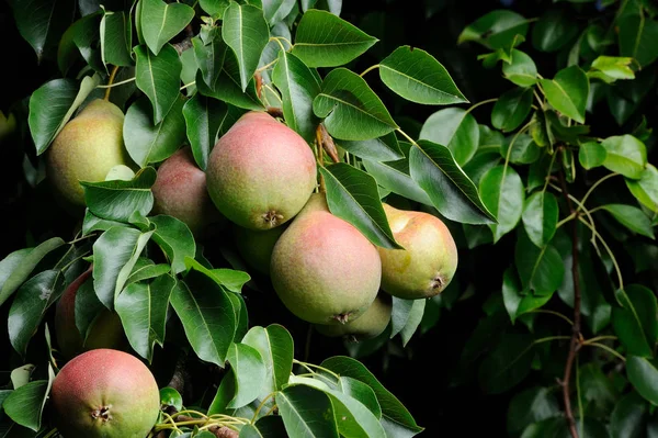 Päron växer på päronträd — Stockfoto