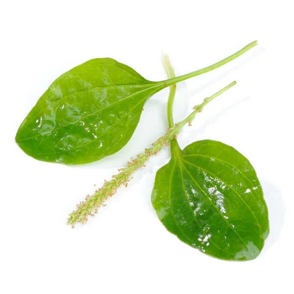 Plantain ribwort που απομονώνονται σε λευκό φόντο — Φωτογραφία Αρχείου