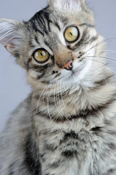Lindo gatito primer plano mirando cámara — Foto de Stock