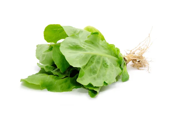 Zielona sałata z korzeniami izolowanymi na białym tle — Zdjęcie stockowe