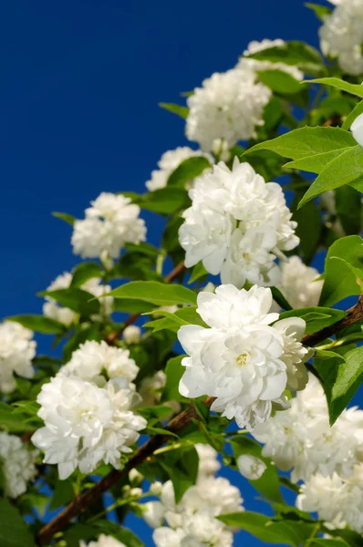 Um ramo de belas flores brancas de jasmim contra um céu azul brilhante — Fotografia de Stock