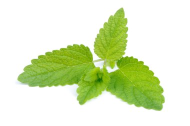 Beyaz arka plan üzerinde izole Melisa (melissa officinalis)