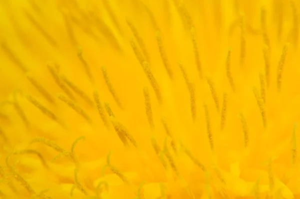 Yellow Dandelion (Taraxacum Officinale) Flower Super Macro — Stock Photo, Image