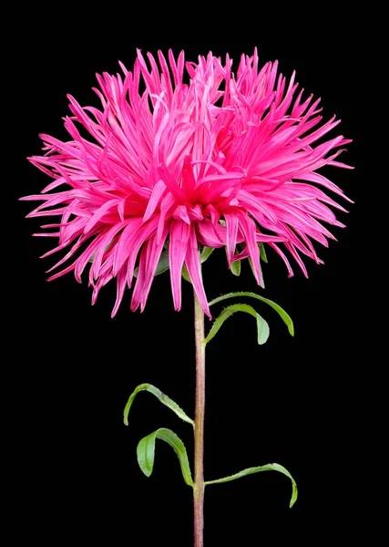 Precioso rosa Aster sobre fondo negro — Foto de Stock