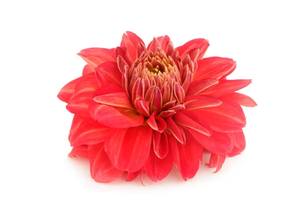 Czerwony kwiat dahlii izolowane na białym tle — Zdjęcie stockowe