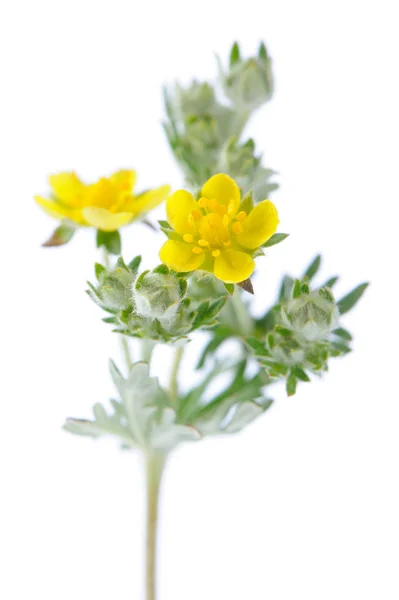 Blommande malört på vit bakgrund — Stockfoto