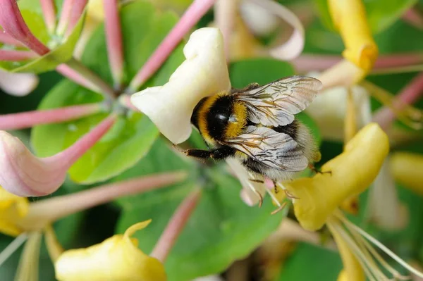 Bee Pollinating blommor närbild — Stockfoto