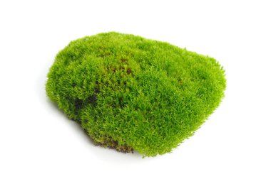 Beyaz arkaplanda yeşil yosun izole edildi