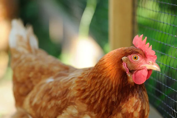 Pollo doméstico rojo en el corral — Foto de Stock