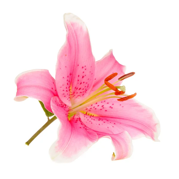 Pink Lily Flower Isolated On White Background — Stock Photo, Image