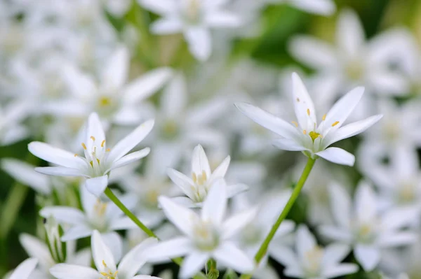 Ornitogalio blanco (Lirio de hierba) Flores —  Fotos de Stock