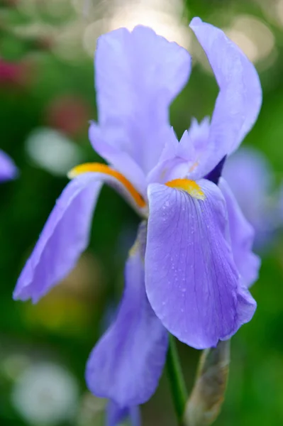 Blauwe Iris Bloem in de tuin Close-up — Stockfoto