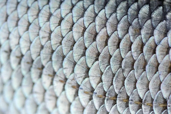 本物の魚のスケールマクロショット — ストック写真
