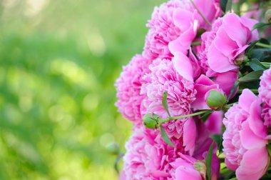 Pembe Çiçeklerle Çiçekli Şakayık Çalı ve Boşluğu Kopyala