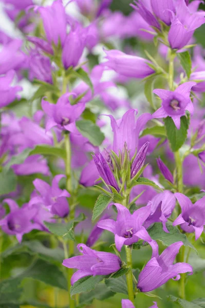 Obří zvonek Květiny v zahradě — Stock fotografie