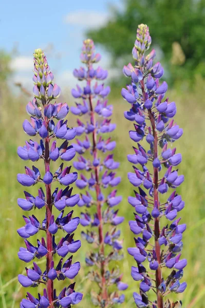 Paarse lupine bloemen in het veld — Stockfoto